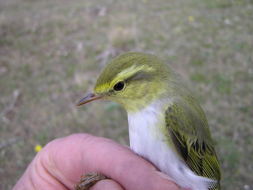 Wood Warbler, Sundre 20080502